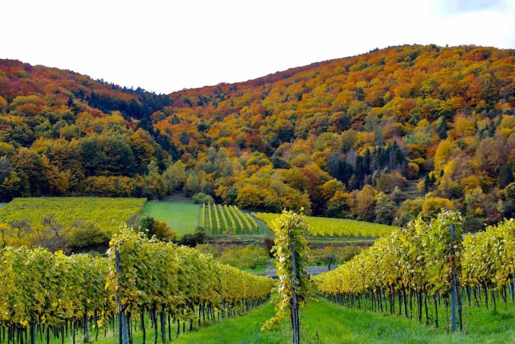 Haus-Donau In Der Wachau Apartment Aggsbach Екстериор снимка